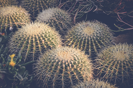 green cactusの写真素材
