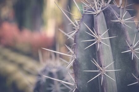 green cactusの写真素材