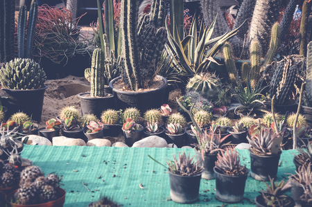 giza, egypt, march 25, 2017: cactus field at orman gardenの写真素材