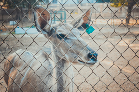 giza, egypt, march 4, 2017: greater kudu in cage at giza zooの写真素材