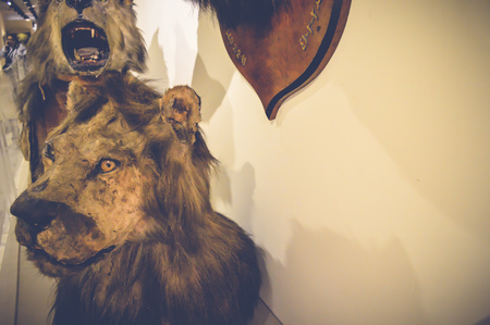 Cairo, Egypt, may 6, 2017: Lion statue inside hunting museum of muhammad ali at manial palaceのeditorial素材