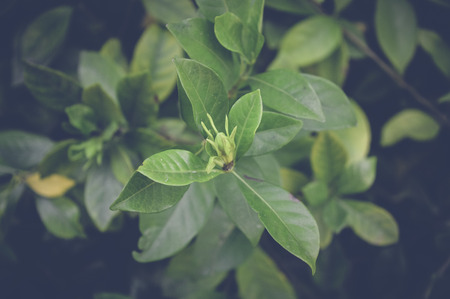 green leaves backgroundの写真素材
