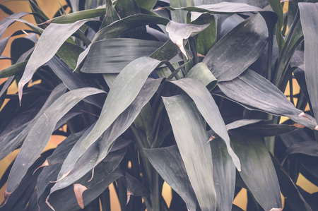 green leaves backgroundの写真素材