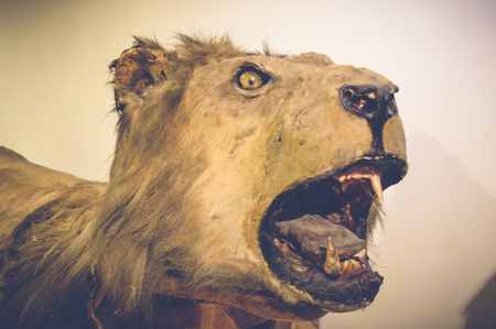 cairo, egypt, may 6, 2017: lion statue inside hunting museum of muhammad ali at manial palace