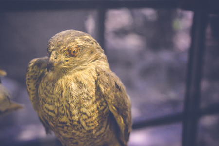 cairo, egypt, may 6, 2017: falcon statue inside hunting museum of muhammad ali at manial palaceの写真素材