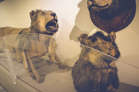 cairo, egypt, may 6, 2017: lion statue inside hunting museum of muhammad ali at manial palaceの写真素材