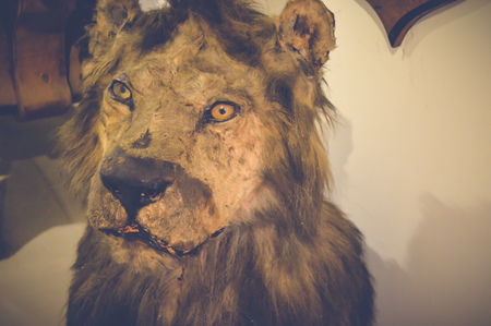 Cairo, Egypt, May 6, 2017: Lion statue inside hunting museum of Muhammad Ali at manial palaceのeditorial素材