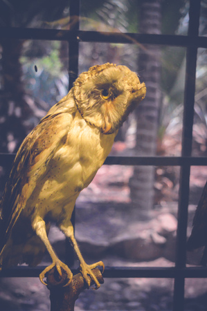 Cairo, Egypt, may 6, 2017: Owl statue inside hunting museum of muhammad ali at manial palaceのeditorial素材