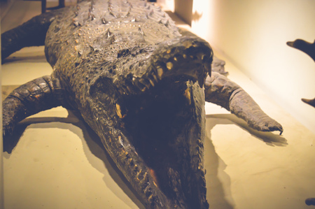cairo, egypt, may 6, 2017: crocodilus niloticus statue inside hunting museum of muhammad ali at manial palaceのeditorial素材