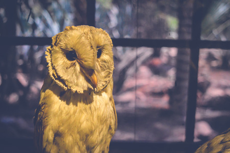 cairo, egypt, may 6, 2017: owl statue inside hunting museum of muhammad ali at manial palaceのeditorial素材