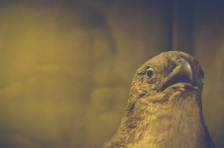 cairo, egypt, may 6, 2017: falcon statue inside hunting museum of muhammad ali at manial palaceの写真素材