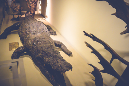cairo, egypt, may 6, 2017: crocodilus niloticus statue inside hunting museum of muhammad ali at manial palaceのeditorial素材