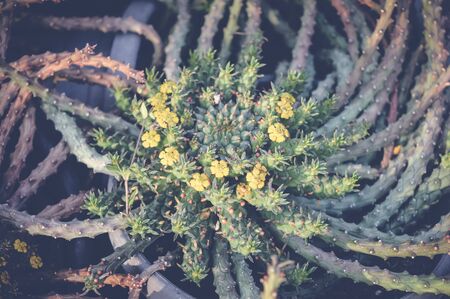 closeup of green cactus backgroundの写真素材