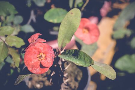 red flowers over green leaves backgroundの写真素材