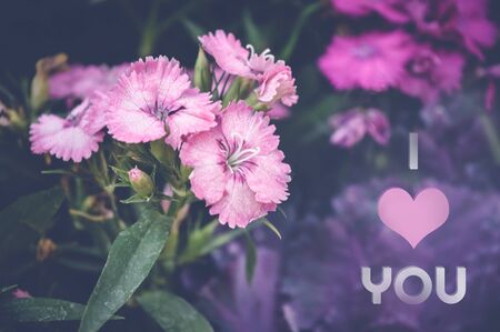 I love you, valentines day greeting card with pink flowers background