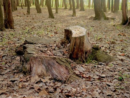 Root Bud In Nurseryのeditorial素材