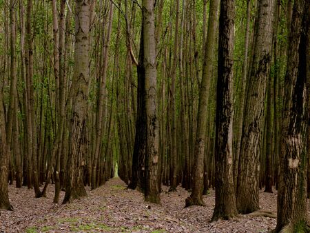 Long Wood Trees In Nurseries In Kashmir Valley Indiaのeditorial素材
