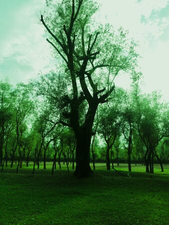 Willow Tress In Nurseries In Kashmir Valley Indiaのeditorial素材