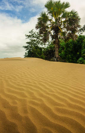 Tropical desertの写真素材