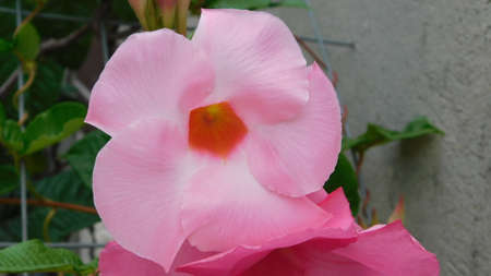pink flower nature garden florida beauty landscapeの写真素材