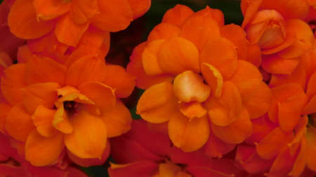 flower red nature garden florida beauty landscapeの写真素材