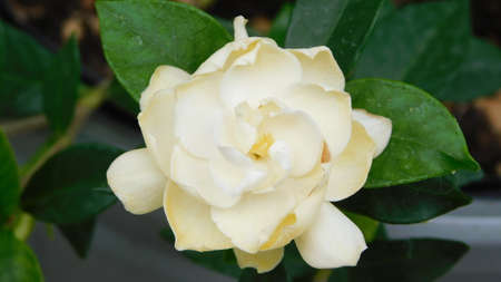 Flowers yellow nature garden florida beauty landscapeの写真素材