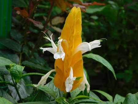 flower garden close landscape nature yellow beautyの写真素材