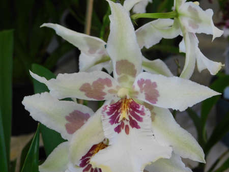 flower garden close landscape nature beauty orquideaの写真素材