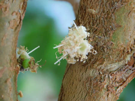 flower garden close landscape nature beauty jabuticabaの写真素材