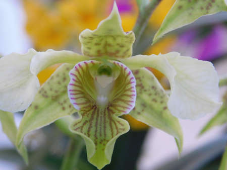 flower garden close landscape nature beauty orquideaの写真素材