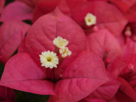 flower garden close landscape nature beauty three Mariasの写真素材