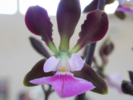 flower garden close landscape nature beauty orquideaの写真素材