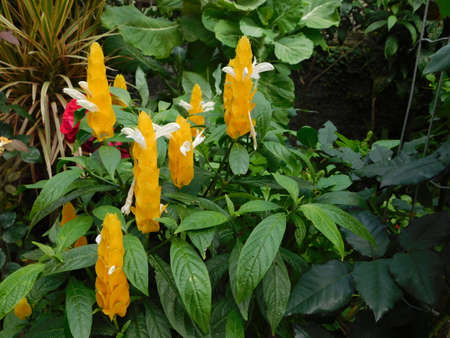 flower garden close landscape nature yellow beautyの写真素材