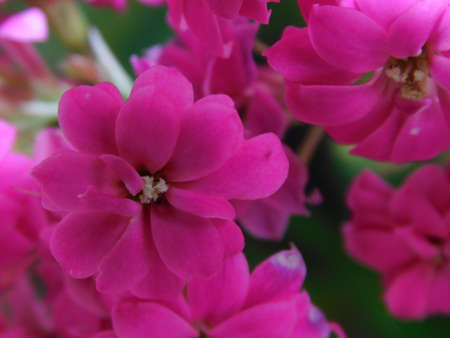flower garden close landscape nature pink beautyの写真素材
