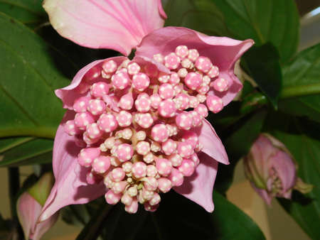 flower garden close landscape nature pink beautyの写真素材