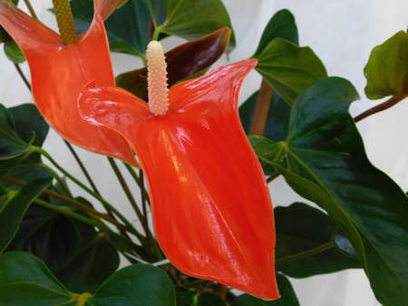 flower garden close landscape nature red beautyの写真素材