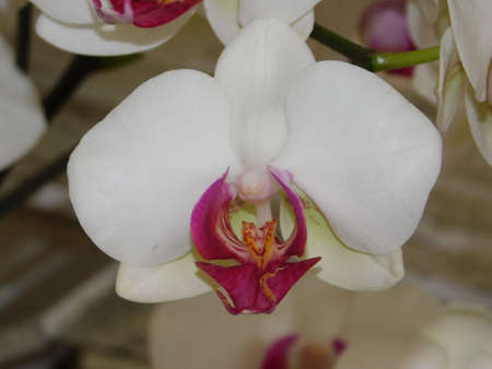 flower garden close landscape nature beauty orquideaの写真素材