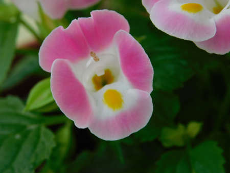 flower garden close landscape nature beauty orquideaの写真素材