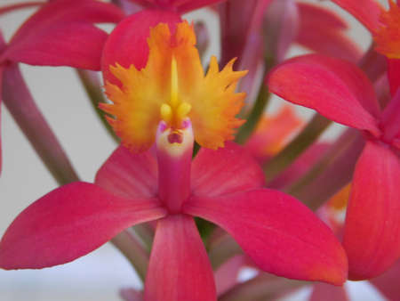 beautiful flower garden close landscape nature orquideaの写真素材