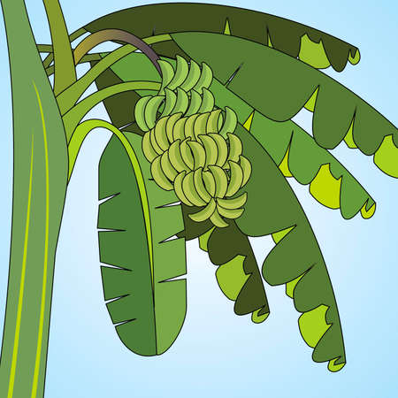 Bunches of unripe bananasのイラスト素材