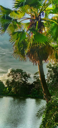 Pictures of beautiful palm trees