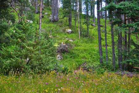 Woodland with wildflowers
