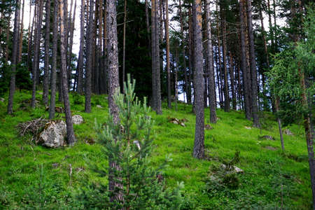 Woodlandの写真素材