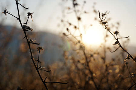 Sunrise over grassの写真素材