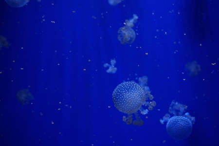 White Spotted Jellyfishの写真素材