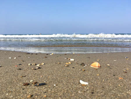 Seashell on the beach