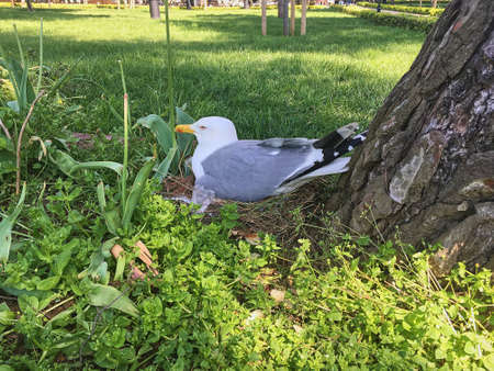 Seagull hatching eggsの写真素材
