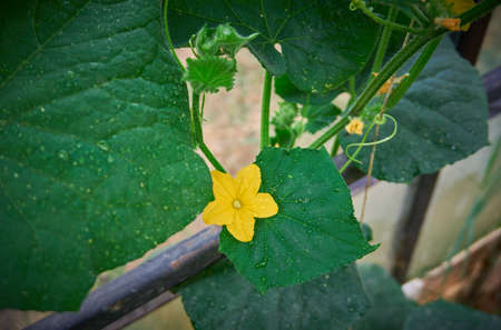 Growing organic cucumber in glasshouseの写真素材
