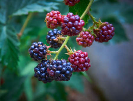 Fresh and organic dewberry, blackberry