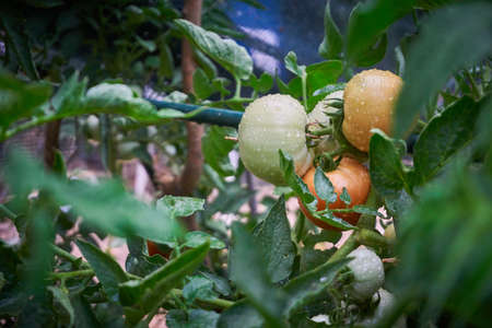 Organic, fresh and healthy tomatoesの写真素材